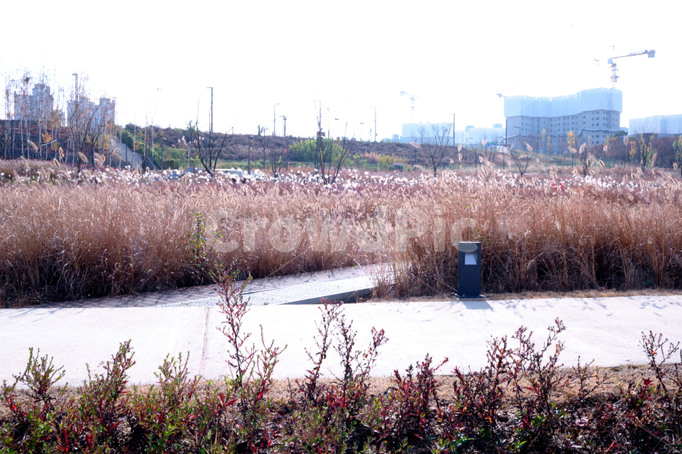 갈대,호수,산책,자연,힐링,가을,계절,fall,autumn,season,grass,잔디,plant,식물,outdoors,옥외,nature,land,땅
