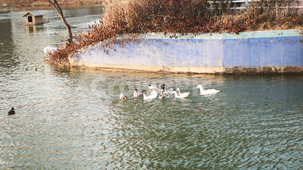 청둥오리,동물,조류,석촌호수,bird,새,새끼,animal,호수,도시,도심,나무,plant,wood,nature,자연,거위,동물,animal,조류,새,birds