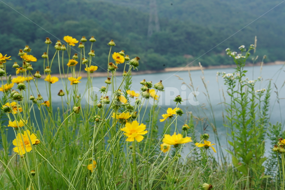 국화,금국화,금국,금계국,감국,초롱꽃목,쌍떡잎식물