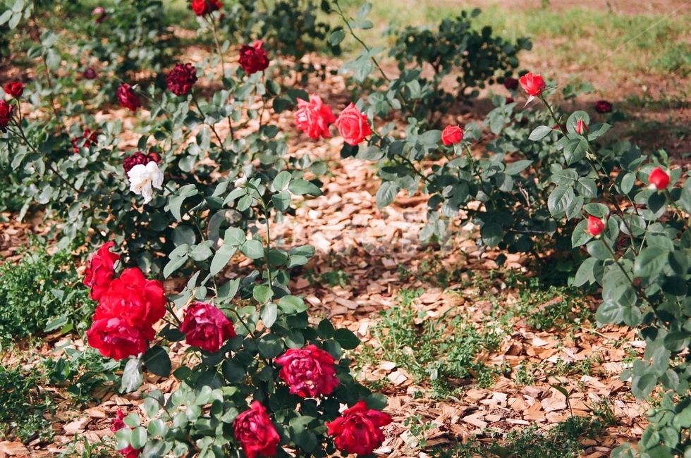 여름,장미,꽃,필름,필름카메라,자연,화단,분위기있는,summer,flower,spring