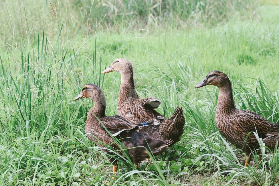 오리,풀밭,일상,동물,감성,감성사진,동물,animal,조류,새,birds