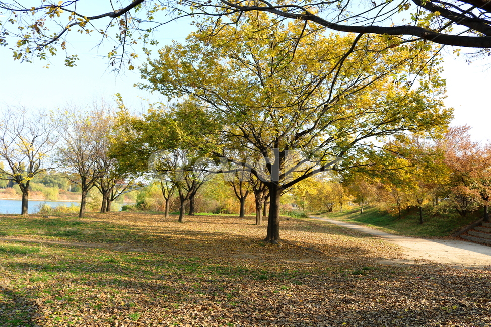 공원,선유도공원,한강공원,자연,풍경,나무,가을,단풍,낙엽,산책길,가을,계절,fall,autumn,season,자연,풍경,nature,landscape,식물,plants,나무,trees,wood,tree,plant,tree trunk,나무 줄기,ground,바닥