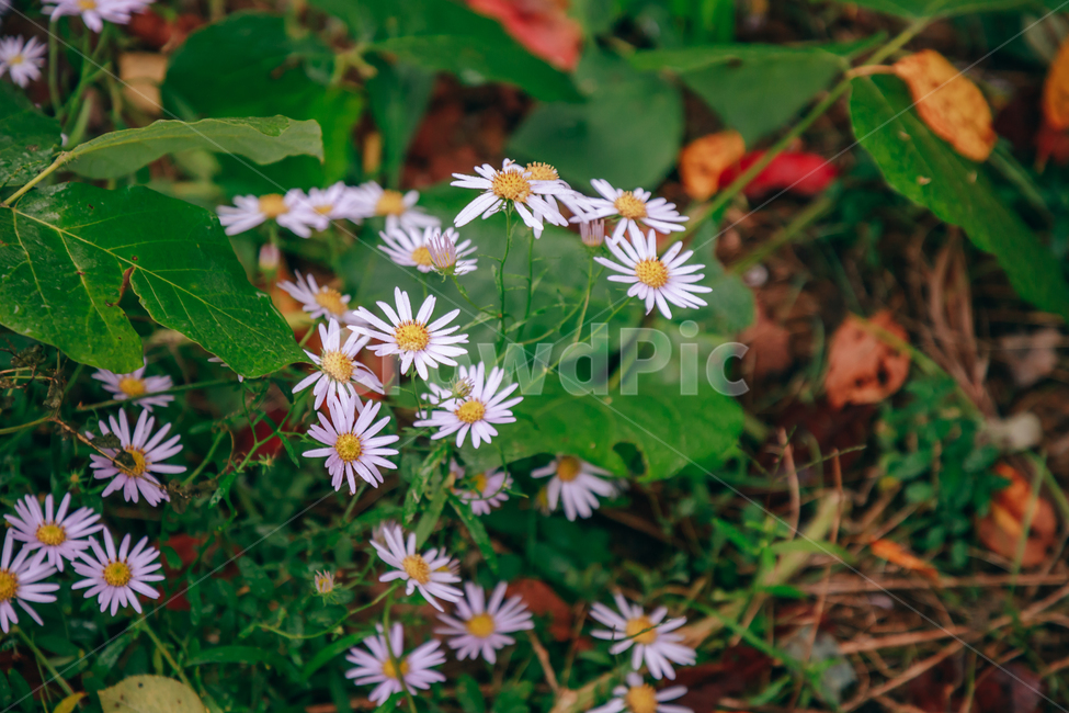 꽃,아름다운,식물,아침이슬,이슬,물방울,풀잎,자연,흰꽃,식물,자연,plants,nature,꽃,flower