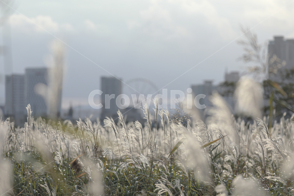 갈대,가을,억새,억새밭,갈대밭,억새군락지,silvergrassfield,fall,reed,silvergrass,fieldofreeds,grass,식물,가을,계절,fall,autumn,season,잔디,plant