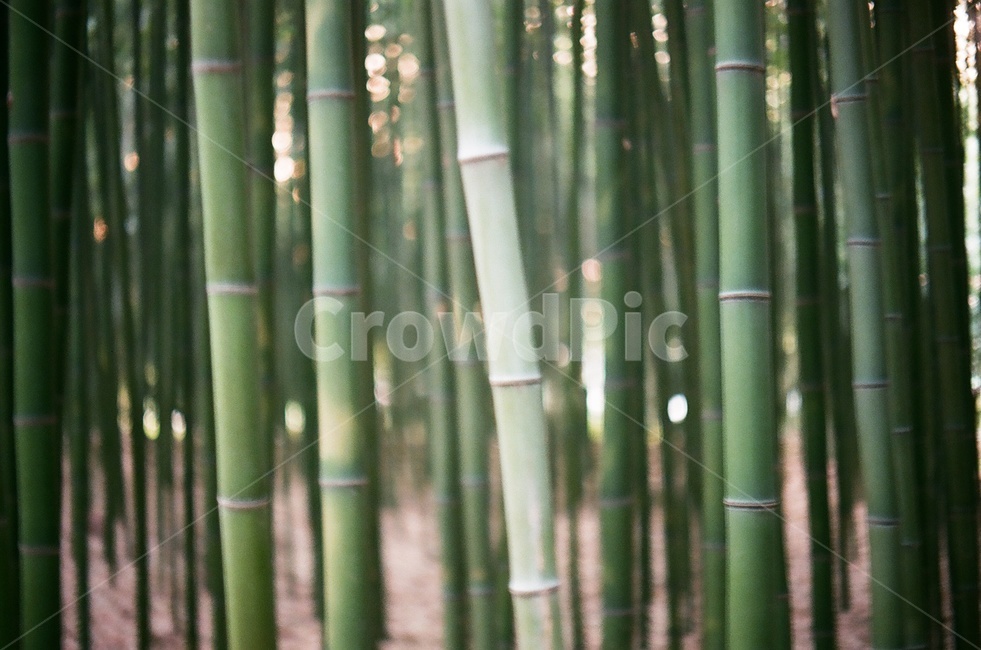 대나무,숲,대나무숲,plant,식물,공원,식물,자연,plants,nature,나무,trees,wood