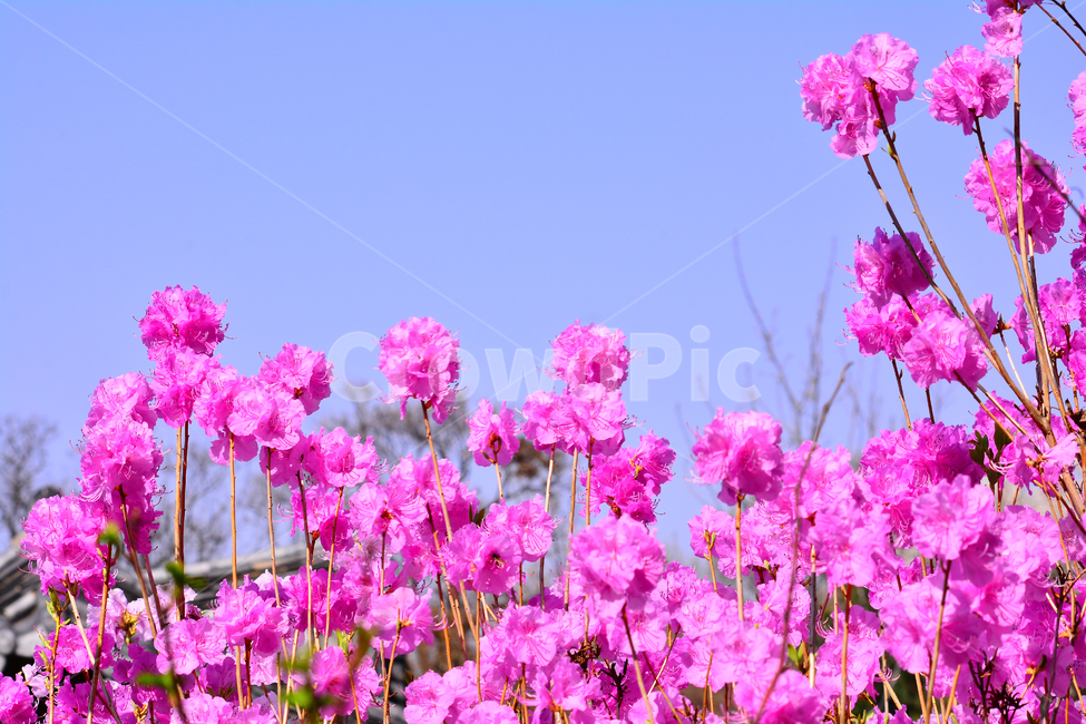 진달래,봄꽃,분홍색꽃,3월,4월,시즌,계절,토종,한국적,flowers,spring,배경,바탕,백그라운드,야외,산에피는꽃,관목,우리꽃,진분홍색,진달래꽃,두견화,식용,꽃송이,꽃잎,아름다운,뷰티풀,beautiful,봄,계절,spring,season,자연,풍경,nature,landscape,flower,꽃,geranium,제라늄,blossom,plant,식물