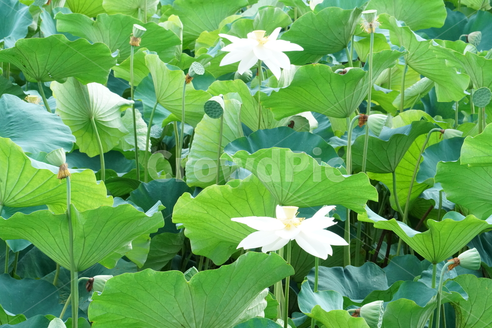 백련,lotus,연꽃,수초,식물,담수초,땅속줄기,수중식물,수련과