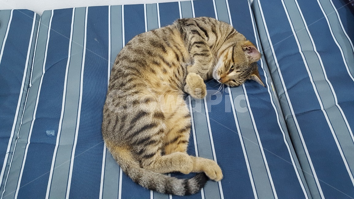 cat,고양이,길냥이,동물,애완,힐링,동물,animal,포유류,mammal,고양이,cat,kitten,kitty