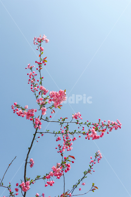 꽃,flower,벚꽃,blossom,plant,식물