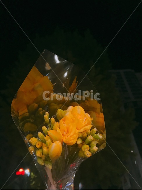 선물,꽃,후레지아,노란색,freesia