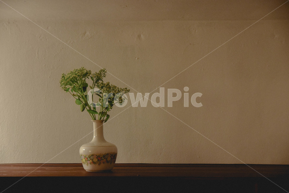 plant,식물,vase,꽃병,심플,simple,실내용화초,화분,화초,house plant