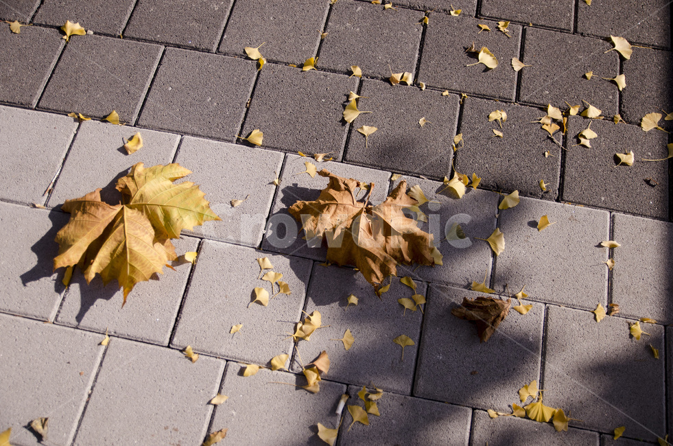 콘크리트,낙엽,뒹글뒹글,바닥,떨어지다,가을,계절,fall,autumn,season,plant,식물,leaf,잎