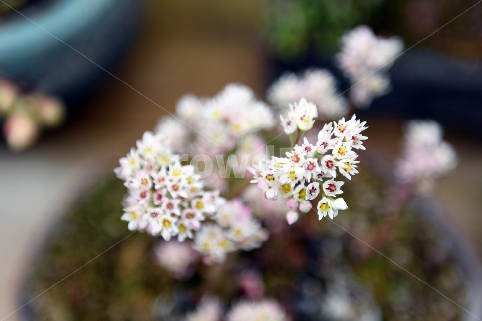식물,꽃,감성사진,자연,flower,꽃사진,봄,봄꽃,계절,감성,4월,spring,힐링,자연풍경,풍경,봄,계절,spring,season,식물,자연,plants,nature,꽃,flower,plant