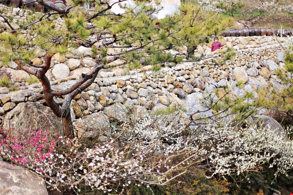 하동,매화,매화마을,매화축제,매화꽃,flower,꽃,hadong,봄,계절,spring,season,자연,풍경,nature,landscape,plant,식물,rubble,파편