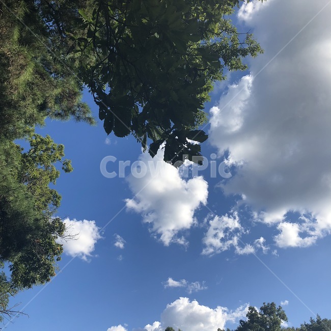 여름,하늘,여름하늘,나무,구름,자연,풍경,nature,landscape,outdoors,옥외
