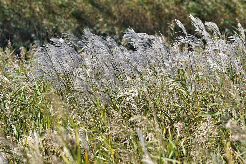 가을,갈대,억새,자연,식물,nature,fall,autumn,가을,계절,fall,autumn,season,grass,잔디,plant,lawn,reed