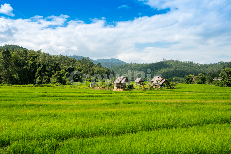 태국,빠이,대나무다리,뱀부브릿지,논,field,들,outdoors,옥외,grassland,목초지,nature,자연,paddyfield,패디필드,countryside,자연,풍경,nature,landscape
