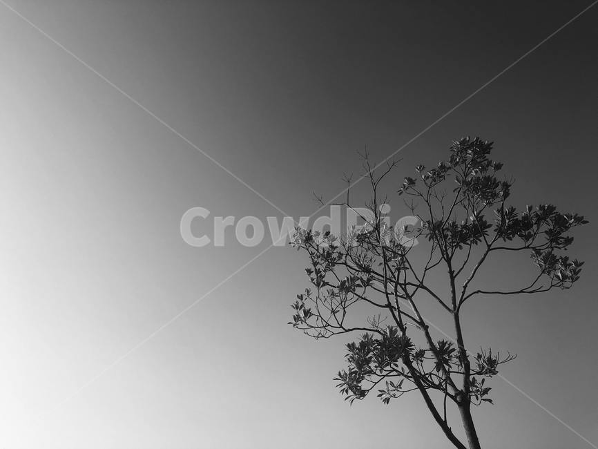 outdoors,옥외,feeling,흑백사진,흑백,나뭇가지,공원,하늘,sky,plant,식물,tree,나무,nature,자연,silhouette,실루엣,흑백,모노톤,monochrome,black and white