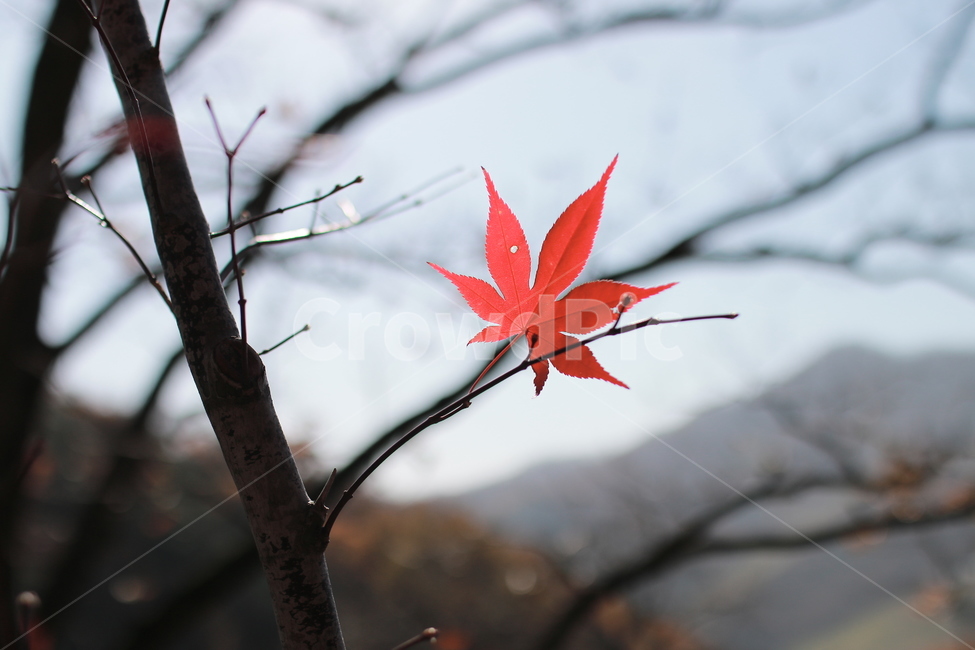 단풍,단풍잎,붉은색,가을,식물,나믄,가을,계절,fall,autumn,season,식물,자연,plants,nature,leaf,잎,plant,tree,나무