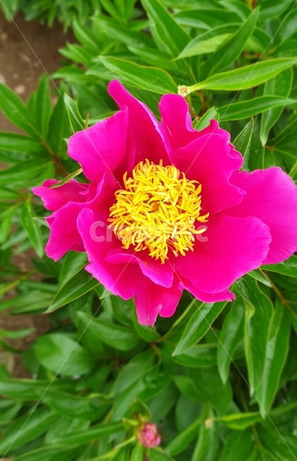 작약꽃,꽃,flower,식물,화분,plant,식물,자연,plants,nature,꽃,flower