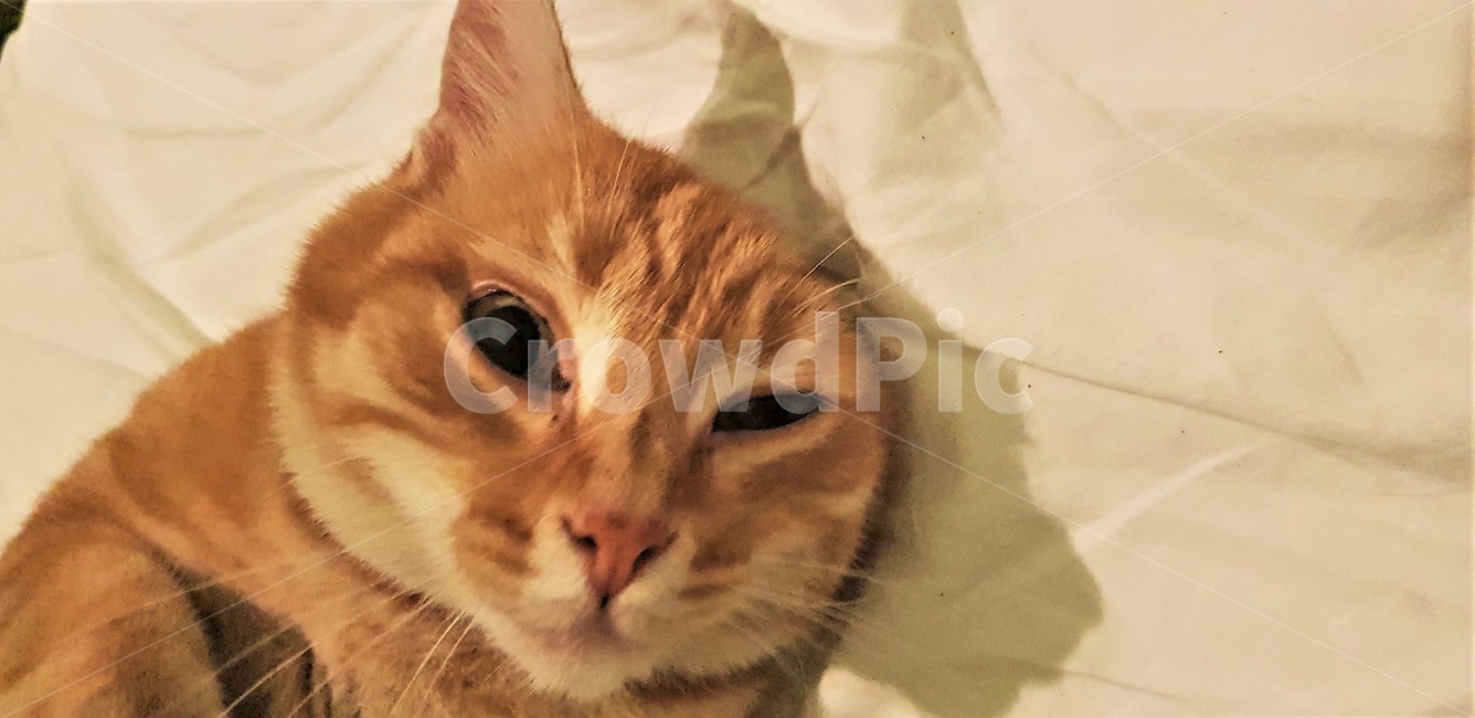 고양이,귀여움,휴식,힐링,동물,줄무늬,치즈,편안한,cat,cuteness,rest,healing,pet,animal,stripe,cheese,comfortable,애완동물,closeup,웃긴얼굴,funny,동물,animal,포유류,mammal,고양이,cat,kitten,kitty