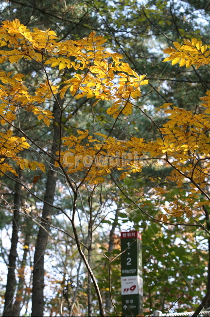 가을,가을낙엽,낙엽,나뭇잎,단풍,북한산,가을,계절,fall,autumn,season,tree,나무,plant,식물,leaf,잎