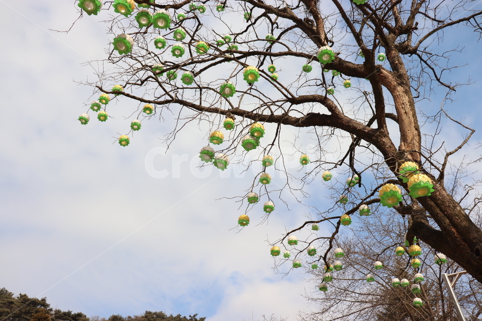 연등,절,불교,나무,하늘,sky,꽃,식물,자연,plants,nature,나무,trees,wood,종교,신앙,religion,belief,faith