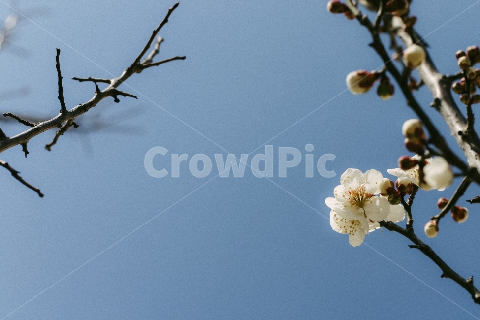 매화,개화,만개,하늘,꽃,매화나무,봄꽃,매크로,접사,푸른하늘,blossom,apricottree,flower,spring,봄,계절,spring,season,식물,자연,plants,nature,꽃,flower,plant