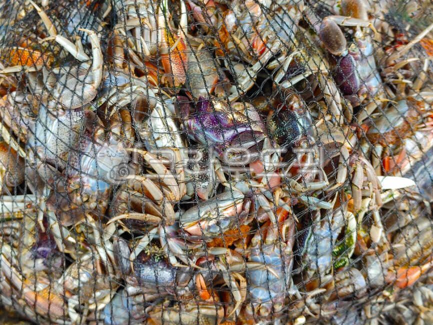 농게,집게다리,수산물,해산물,갑각류,달랑게과,바다생물,살아있는,황발이,수산시장,어시장,식재료,먹거리,게장재료,국산,자연산,우리것,토종,키토산,그물망