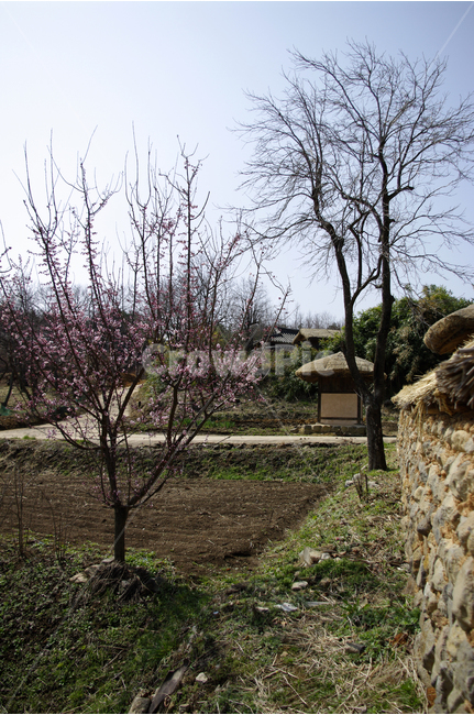 매화,봄,봄날,봄풍경,감성,spring,flower,공원,풍경,식물,새싹,잎,초록,꽃,한국,초가,시골,마을,봄,계절,spring,season,자연,풍경,nature,landscape,한국자연풍경,한국자연경관,korea nature landscape,시골,마을,country,rural,town,plant,tree,나무,ground,바닥