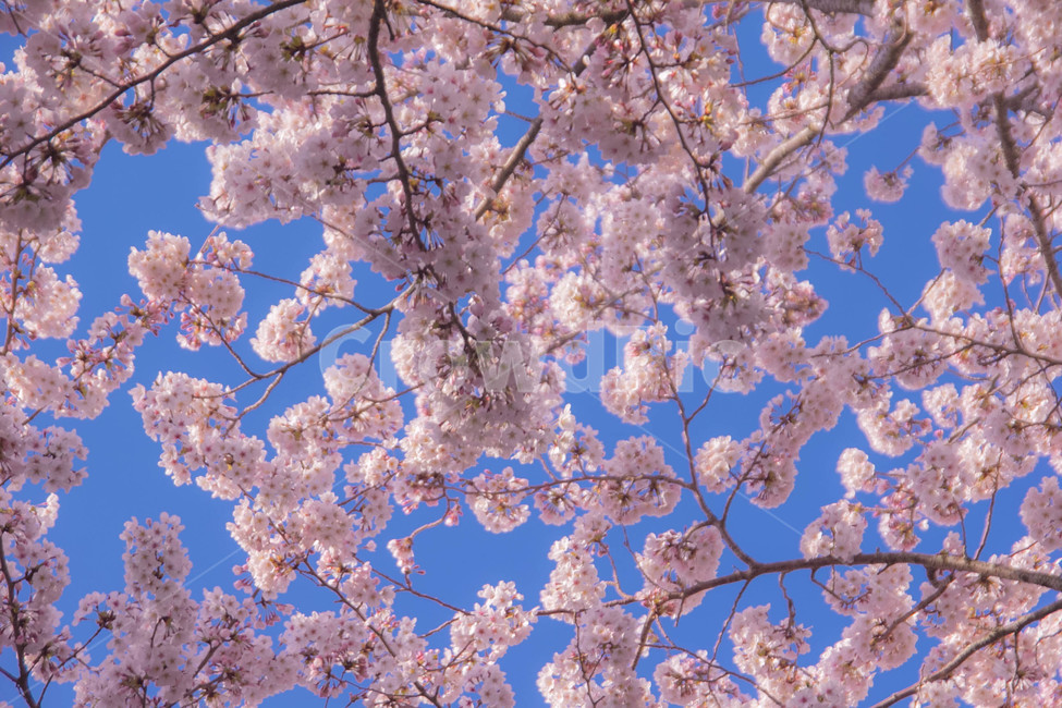 벚꽃,봄꽃,cherryblossom,봄분위기,spring,꽃