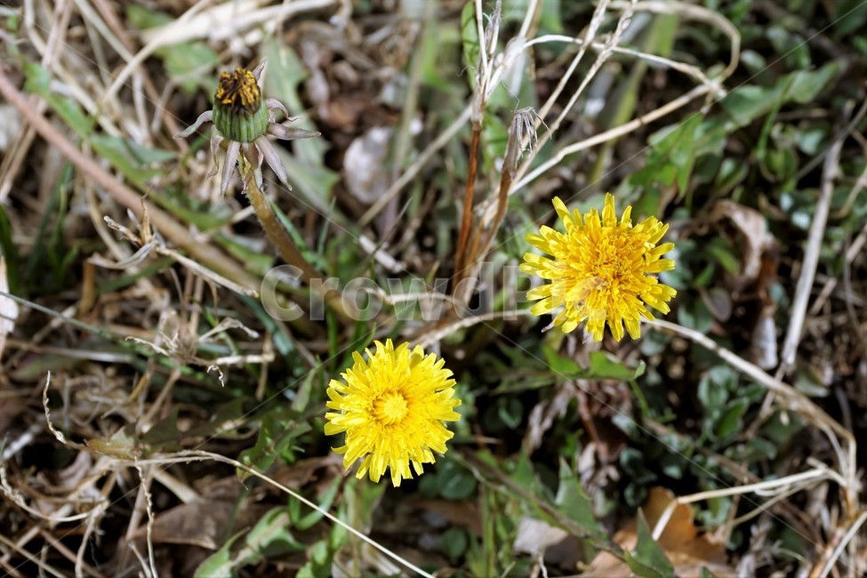 민들레,노랑,봄,꽃,계절,dandelion,spring,flower,bloom,yellow,life,생명,봄소식,식물,자연,plants,nature,꽃,flower