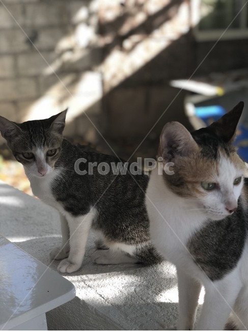 고양이,동물,주시,야옹이,길고양이,반려동물