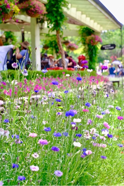 봄,허브,봄꽃,싱그러움,꽃,식물,자연,plants,nature,꽃,flower