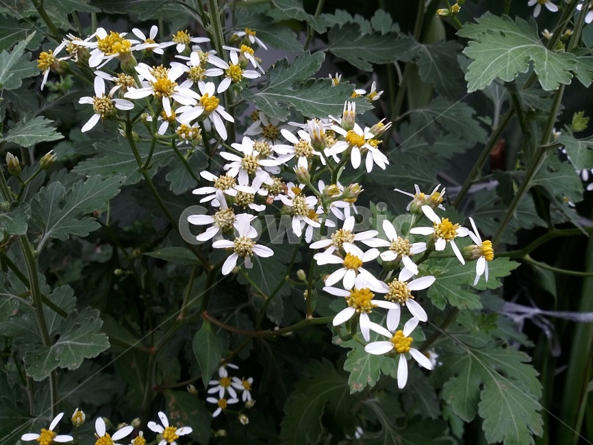 plant,식물,꽃,자연,flower,식물,자연,plants,nature,꽃,flower