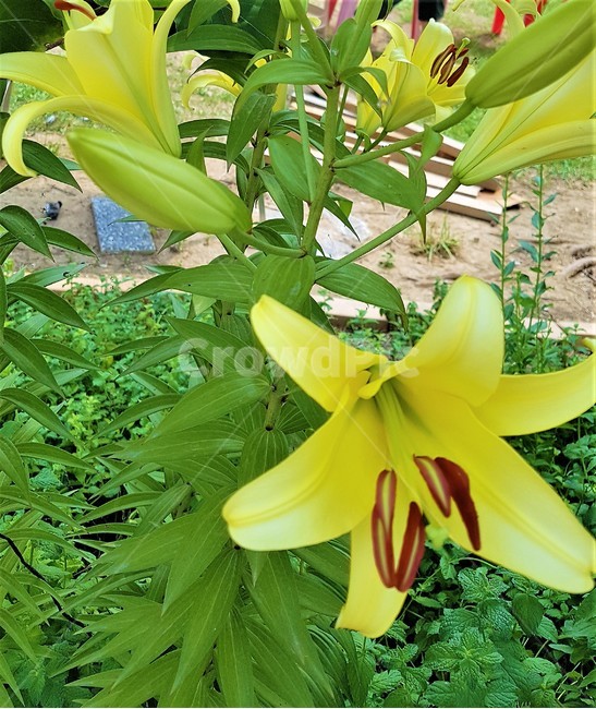 Cometolife,flower,yellowflower,nature,scenery,spring,피어나다,꽃,노란꽃,자연,풍경,봄,식물,자연,plants,nature,꽃,flower