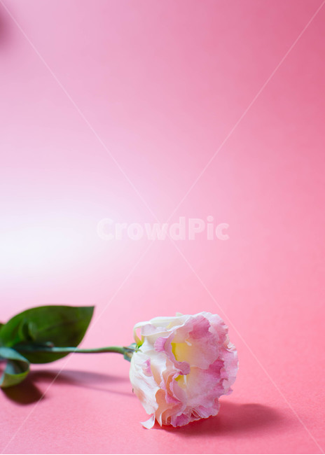 꽃,리시안션스,여름,청량,flower,감성사진,감성,식물,feeling,핑크꽃,꽃,flower