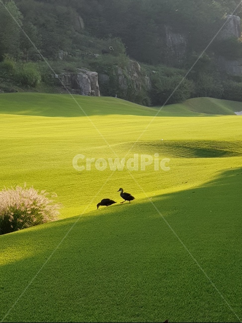 field,bird,animal,outdoors,grin,summer,들,새,동물,옥외,여름