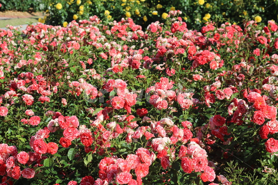 장미축제,장미꽃,장미,꽃,rose,flower,plant,식물,산호색장미,예쁜,아름다운,식물,자연,plants,nature,꽃,flower