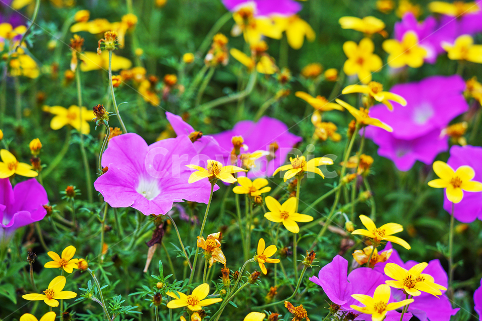 노랑,분홍,꽃,야외,공원,식물,자연,plants,nature,꽃,flower