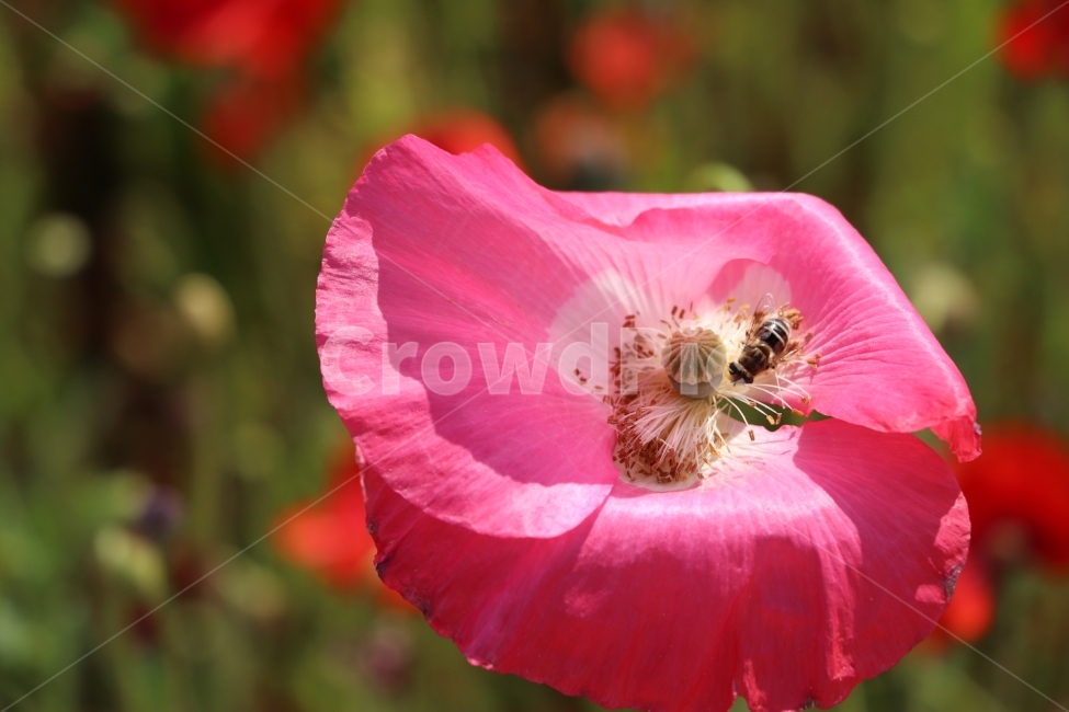꽃,식물,자연,벌,동물,양귀비,공원,감성,감정,식물,자연,plants,nature,꽃,flower,동물,animal,곤충,벌레,insect,bug