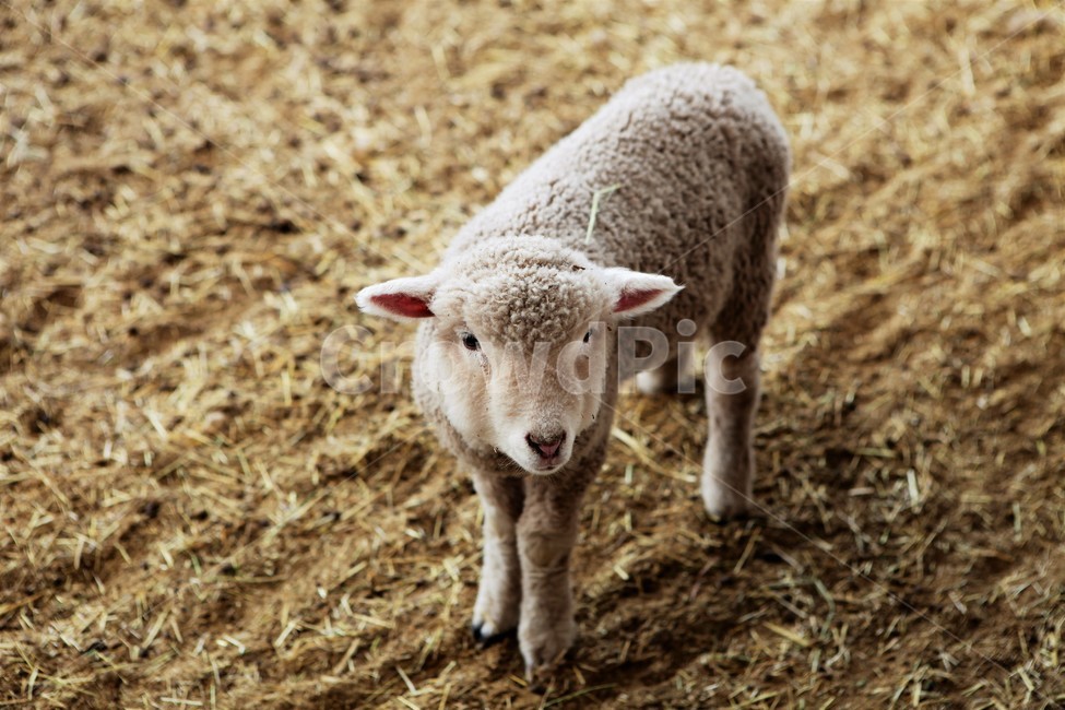 양떼목장,아기양,귀여운,양털,새끼양,갈색,건초,회색,동물,animal,포유류,mammal