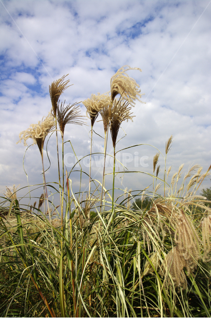 가을,억새,자연,nature,식물,plant,하늘,구름,식물,자연,plants,nature