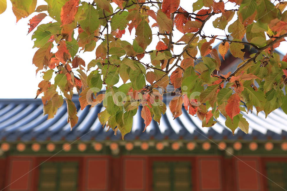 가을,단풍,덕수궁,궁,나무,fall,autumncolors,palace,tree,가을,계절,fall,autumn,season,한국전통,한국문화,korean traditional,korean culture,건축물,건물외관,exterior,building,structure,architecture,construction,leaf,잎,plant,식물