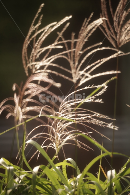 억새,갈대,가을,계절,풍경,자연,가을,계절,fall,autumn,season,식물,자연,plants,nature,grass,잔디,plant