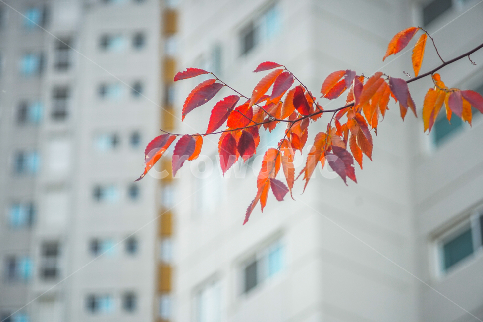 단풍,추색,가을,나무,나뭇잎,잎새,자연,잎,가을,계절,fall,autumn,season,leaf,plant,식물,tree