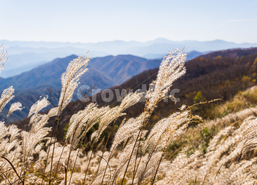 가을,억새,가을억새,갈대,가을풍경,장안산,한국산,산풍경