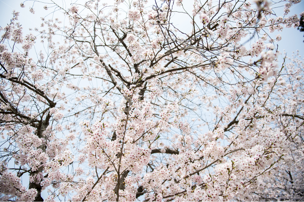 봄,벚꽃,벚꽃나무,벚꽃엔딩,꽃,흩날림,화사함,봄날,4월,spring,flower,cherryblossom,봄,계절,spring,season,식물,자연,plants,nature,꽃,flower,plant,blossom,cherry blossom
