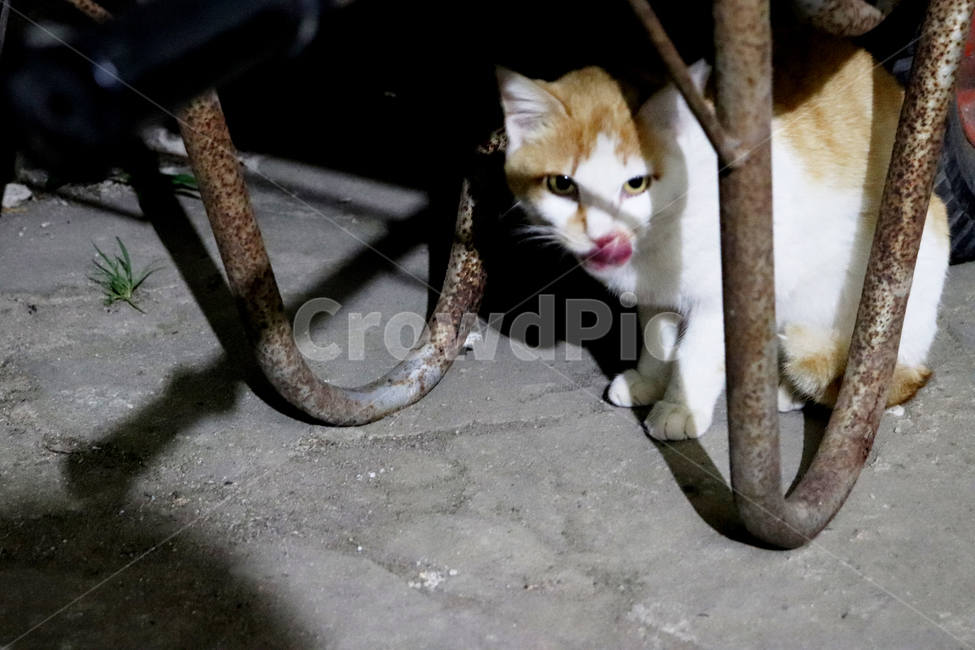 고양이,길고양이,길냥이,cat,straycat,alleycat,동물,animal,포유류,mammal,고양이,cat,kitten,kitty