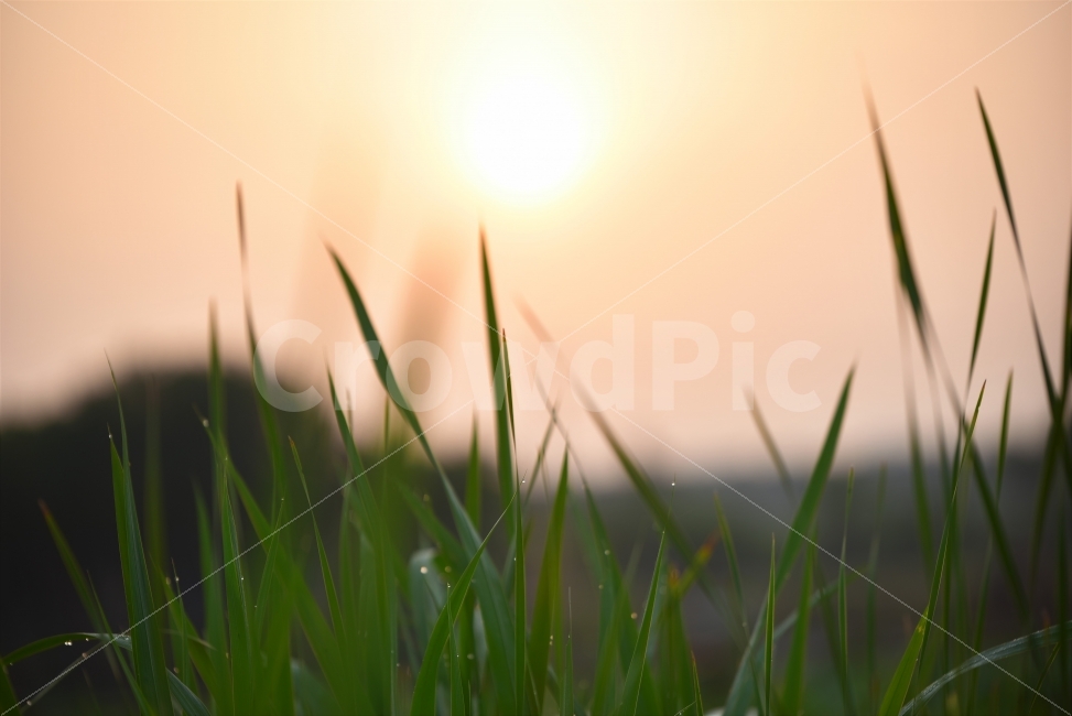 읺출,여행사진,새벽,일출사진,여름,휴식,힐링,rest,relaxation,healing,식물,자연,plants,nature,감성,sensible,feeling